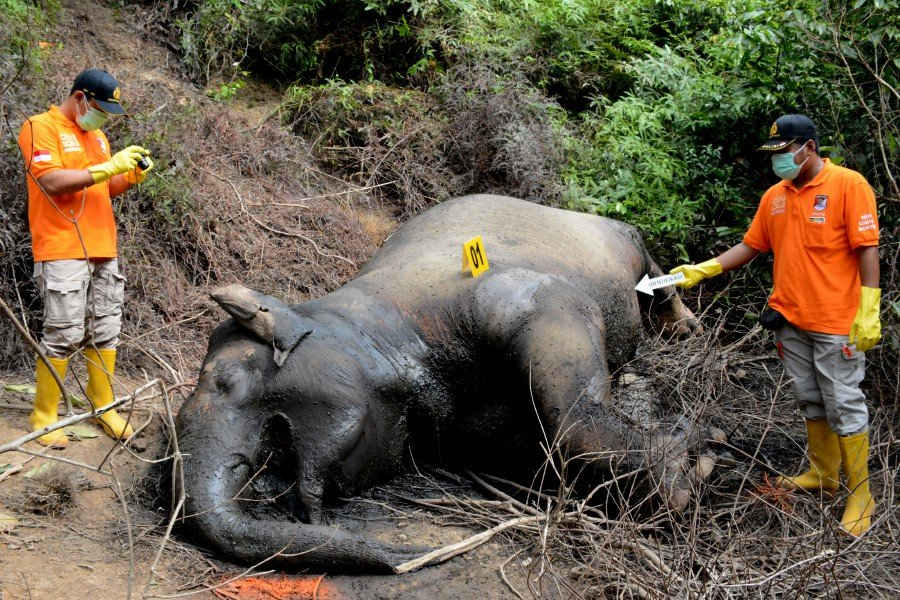 Cảnh sát Indonesia kiểm tra xác voi Sumatra tại đồn điền gỗ công nghiệp PT Atakana Desa Seumanah Jaya thuộc huyện Ranto Peureulak, khu vực Đông Aceh, Indonesia vào ngày 21/11/2019 (Ảnh: Antara Foto / Cek Mad / qua Reuters)