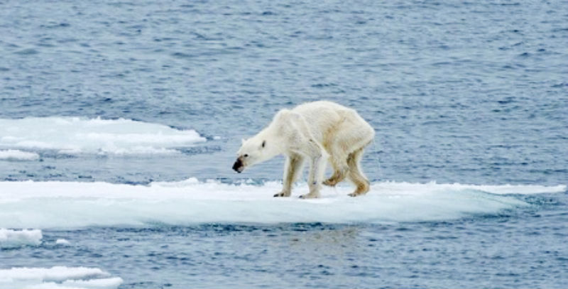 Nhiệt độ tăng khiến tốc độ tan băng nhanh hơn, đe dọa môi trường sống của gấu Bắc Cực.