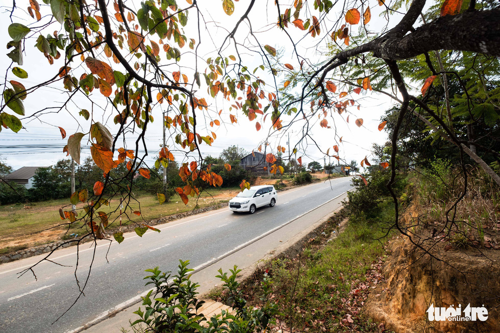 Những vườn hồng đổ lá đỏ đẹp và lớn nhất có thể kể đến là những khu vườn dọc tuyến đường nối Đà Lạt - Nha Trang đi qua xã Đa Nhim (huyện Lạc Dương, tỉnh Lâm Đồng). Đây cũng là khu vực được xem là vùng có dân cư lạnh nhất ở cao nguyên Lang Bian