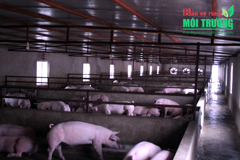 Hà Nội đã giảm dần số lượng lợn mắc bệnh dịch tả lợn châu phi. Ảnh minh họa.