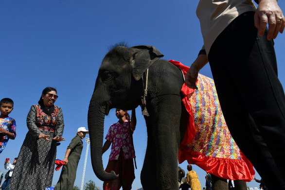 Du khách rất thích thú với những trải nghiệm cùng voi - Ảnh: AFP