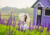 Lạc vào cánh đồng hoa Nữ hoàng xanh lãng mạn như châu Âu giữa lòng Hà Nội