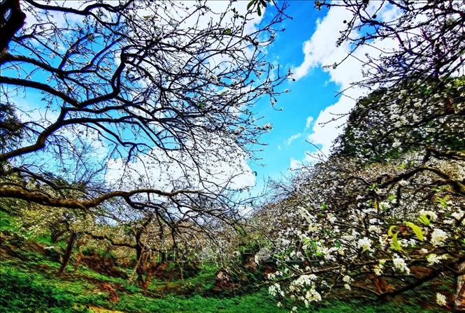 Trời xanh, mây trắng, núi non trùng điệp cùng với hoa mận trắng nở ngập trời tạo nên 1 vẻ đẹp mê hồn của thung lũng Mu Náu.