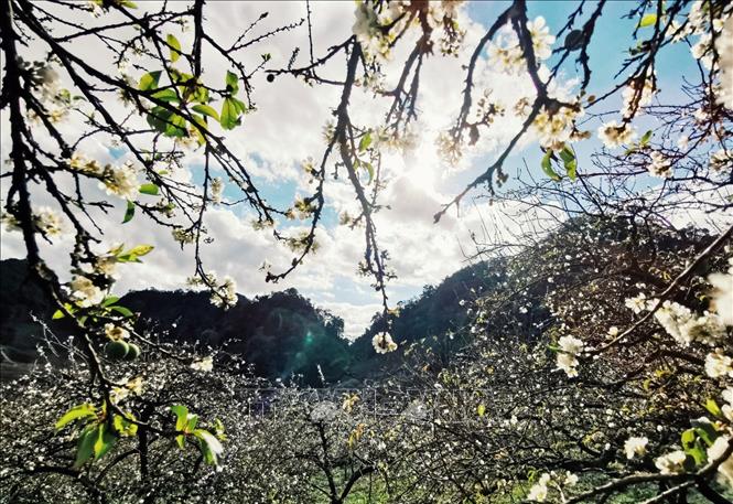 Trời xanh, mây trắng, núi non trùng điệp cùng với hoa mận trắng nở ngập trời tạo nên 1 vẻ đẹp mê hồn của thung lũng Mu Náu.