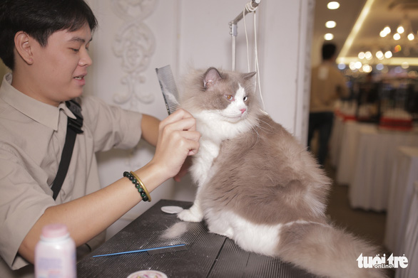 Grooming đang trở thành 1 nghề hot trong cộng đồng yêu mèo Việt Nam - Ảnh: MAI THƯƠNG