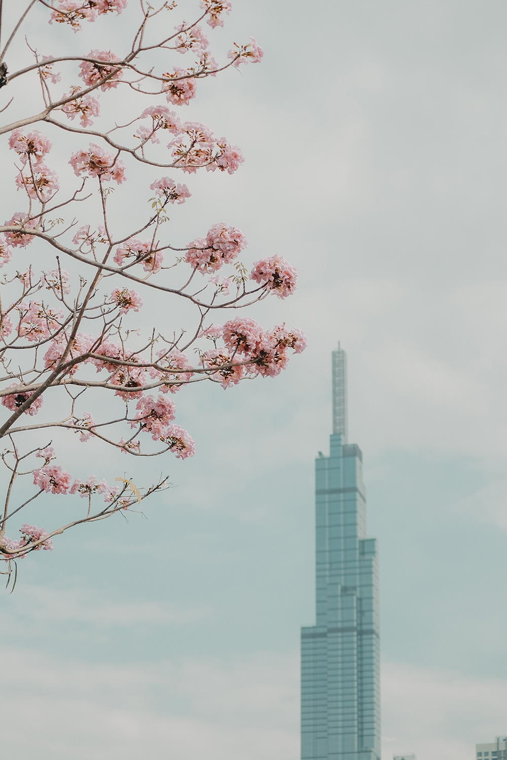 Ba điểm chụp ảnh hoa kèn hồng đẹp ở Sài Gòn