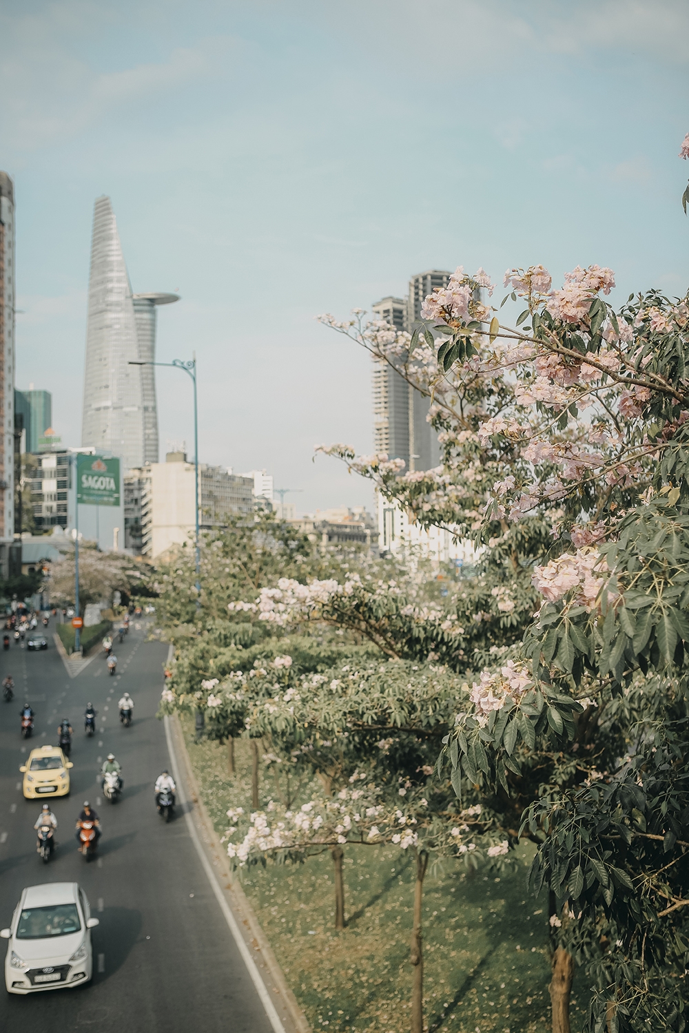 Ba điểm chụp ảnh hoa kèn hồng đẹp ở Sài Gòn10