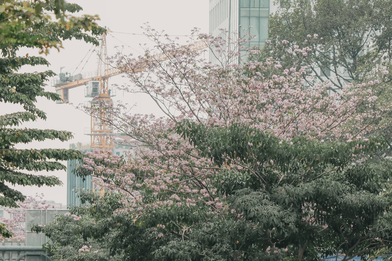 Ba điểm chụp ảnh hoa kèn hồng đẹp ở Sài Gòn11