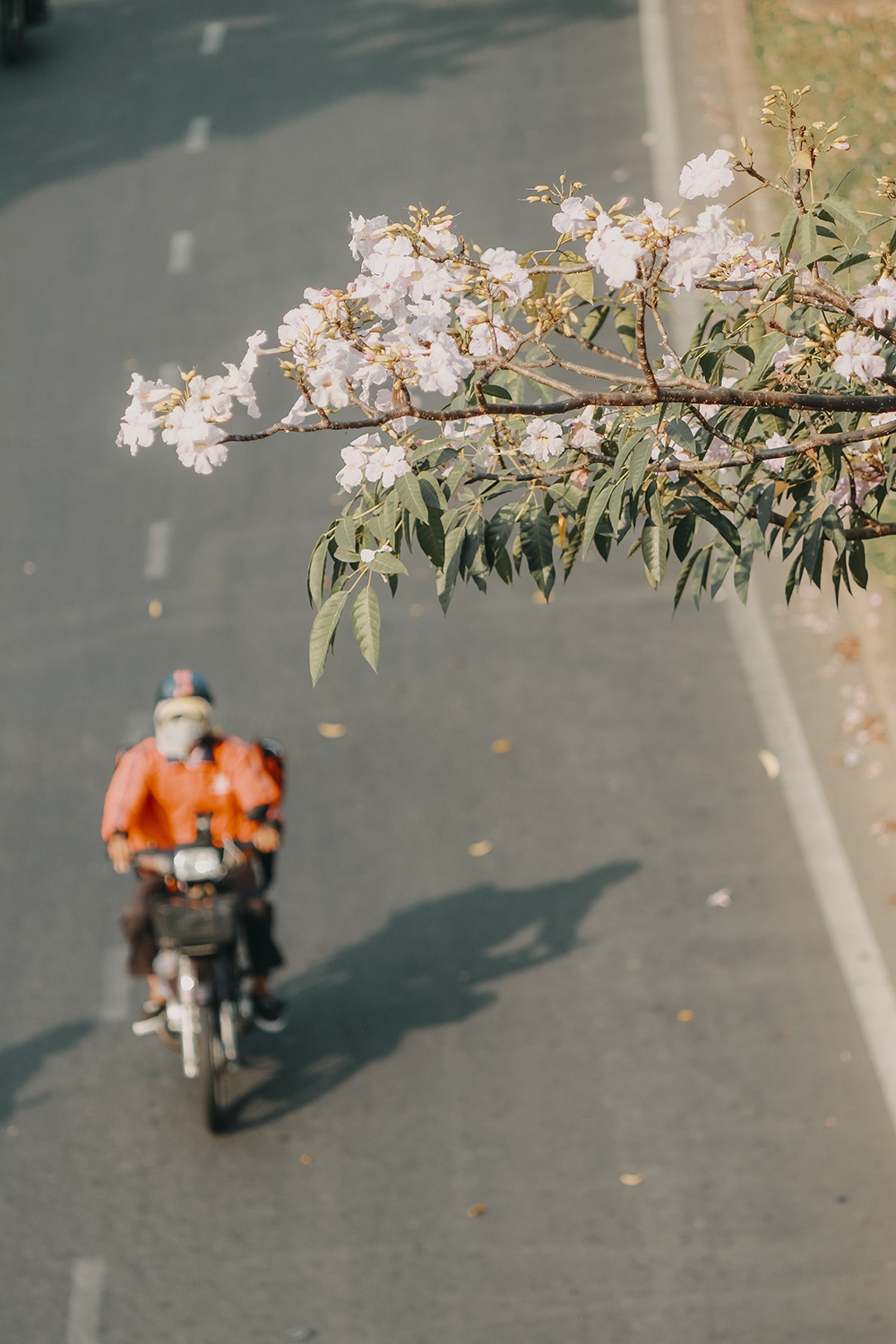 Ba điểm chụp ảnh hoa kèn hồng đẹp ở Sài Gòn4
