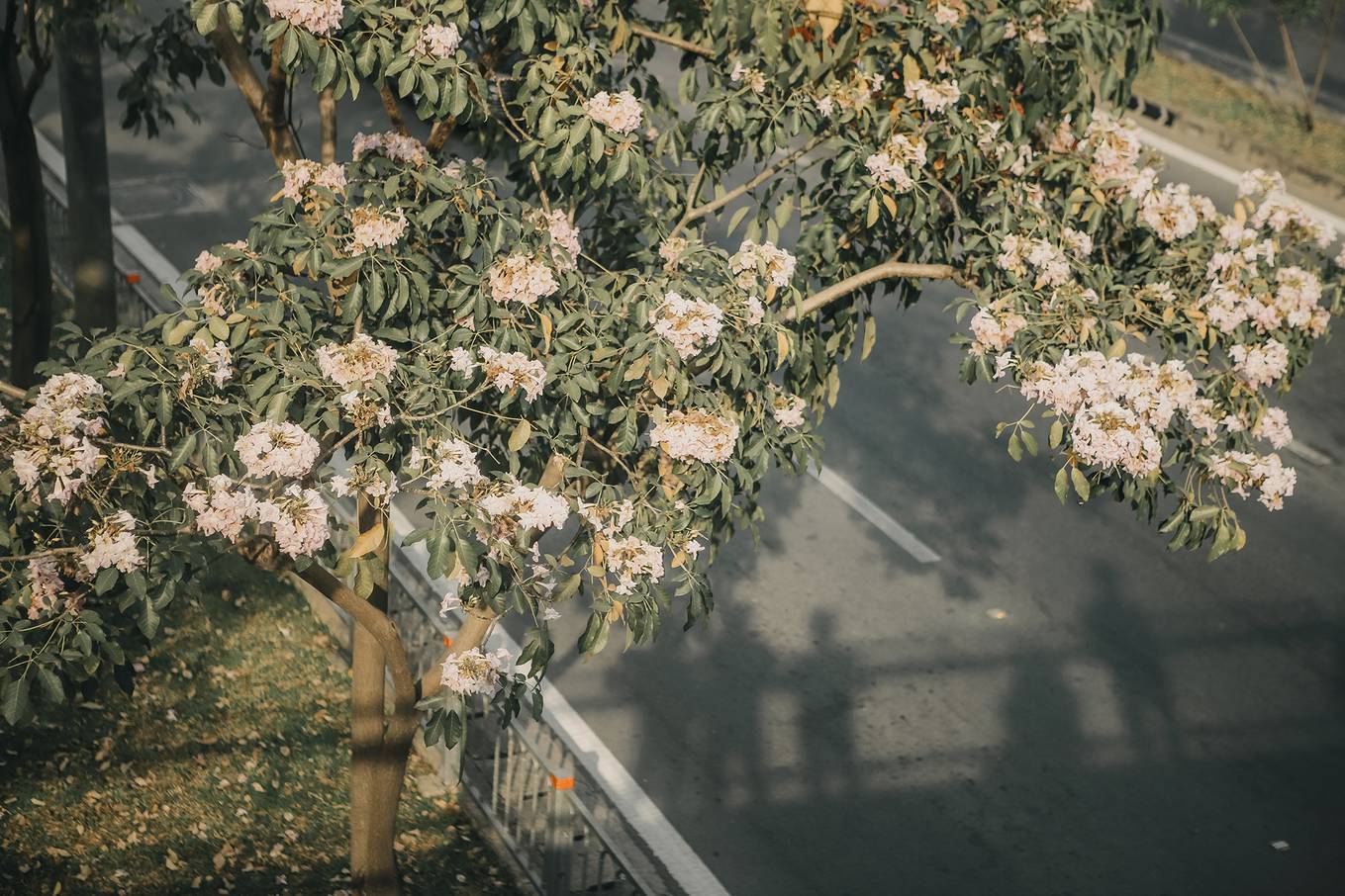 Ba điểm chụp ảnh hoa kèn hồng đẹp ở Sài Gòn5