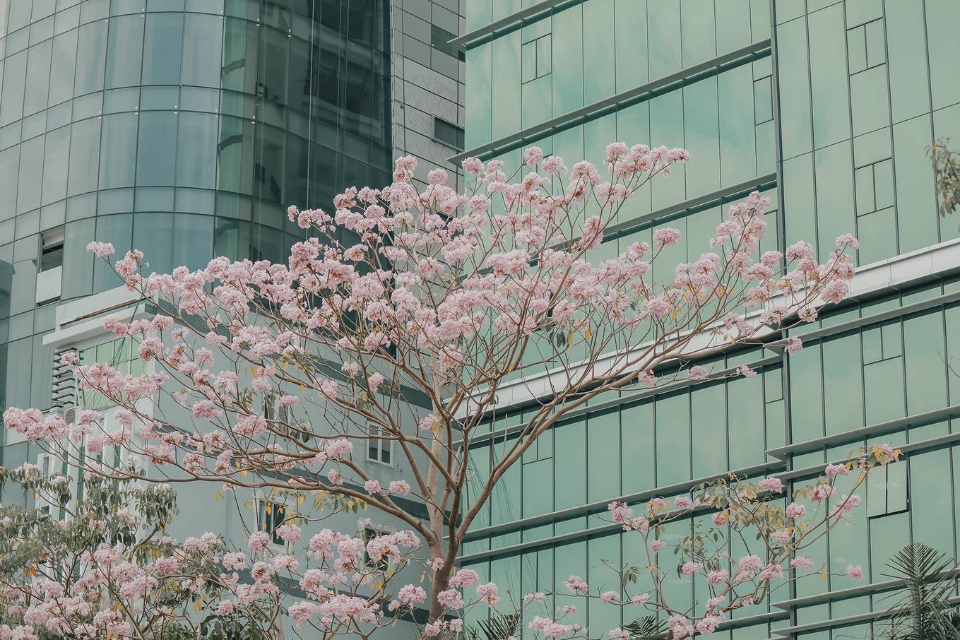 Ba điểm chụp ảnh hoa kèn hồng đẹp ở Sài Gòn7