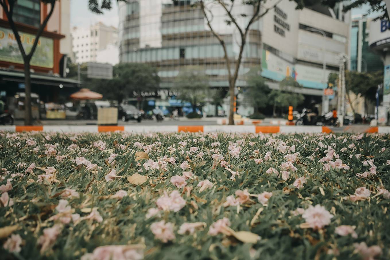Ba điểm chụp ảnh hoa kèn hồng đẹp ở Sài Gòn9