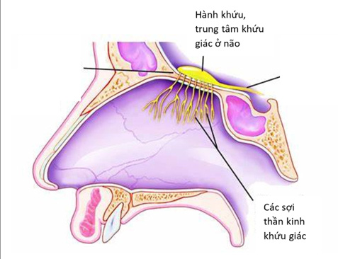 Mất mùi đột ngột