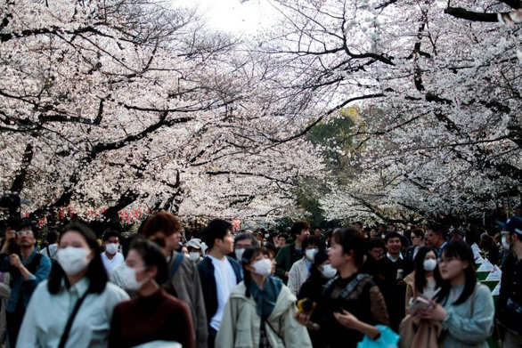 corona-nhat-hanami-01-afp-1584957736477258650026