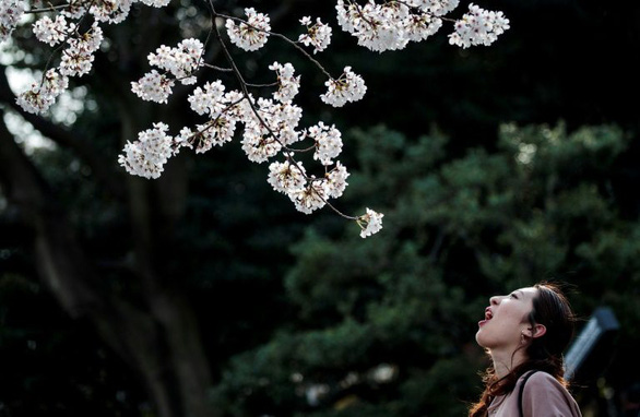 corona-nhat-hanami-02-afp-1584957736473271720673