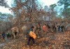 Hàng trăm con voi đi bộ về quê vì “thất nghiệp”