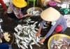 Nhộn nhịp chợ cá Phước Hải – Bà Rịa