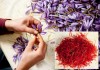 Cận cảnh quá trình thu hoạch saffron – “vàng đỏ” có giá hàng tỷ đồng/kg