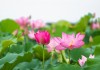 Giới trẻ ‘sốt sắng’ về miền Tây sống ảo cùng mùa sen ở Đồng Tháp Mười