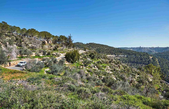 Forest of Sataf west of Jerusalem Israel. A beautiful area of hiking and enjoying the nature.