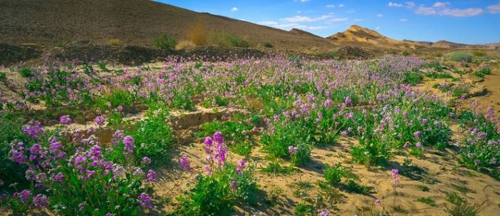 Flowering bushes in the Negev Desert, Ramon Crater, Israel