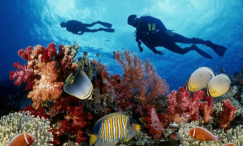 2 SCUBA DIVERS OVER CORAL REEF, SCENIC, ANGELFISH, BUTTERFLYFISH, CLOW