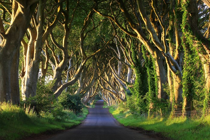 Dark Hedges in Co. Antrim, Northern Ireland