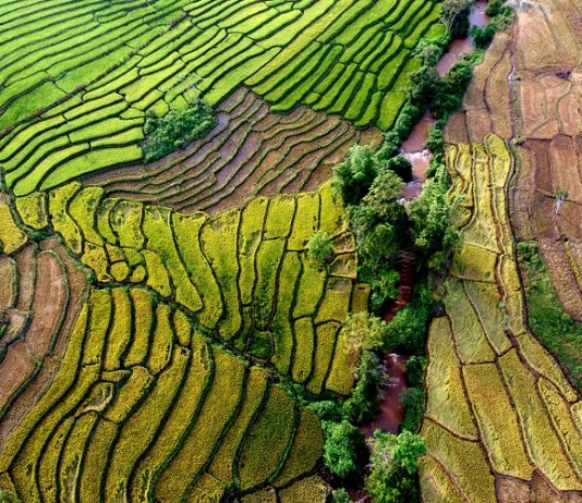 Hẹn nhau check in ruộng bậc thang Chư Sê ở Tây Nguyên