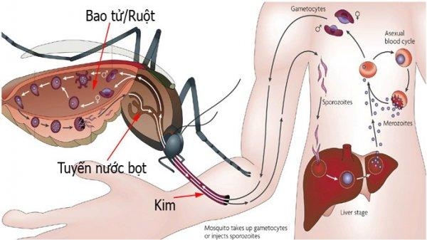 cach-muoi-truyen-virus-gay-benh-sot-xuat-huyet-15977413530731801669658