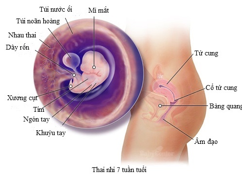 thai-nhi-7-tuan-tuoi-1598331942061736512729-1598338259235-15983382594041644835547