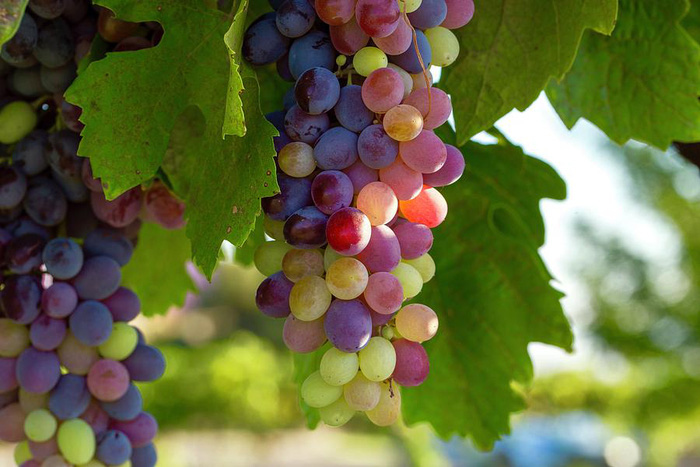 colorful-table-grapes-lynn-hopwood-15998220657151147975647