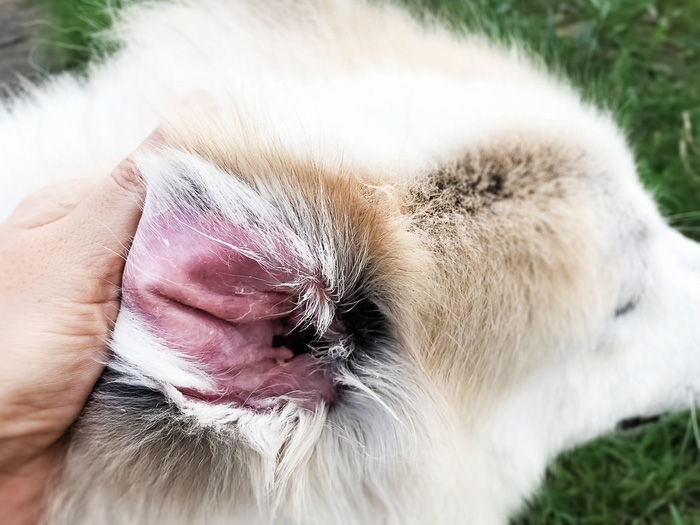 Closeup dog ear problem,show the secondary skin infections in dogs with Atopic Dermatitis,blurry light around (Closeup dog ear problem,show the secondary skin infections in dogs with Atopic Dermatitis,blurry light around, ASCII, 110 components, 110 by