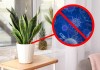 Trồng 7 cây này trong nhà khỏe người, đỡ ‘nơm nớp’ lo khí độc