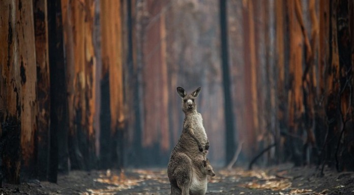 Nín thở trước những bức ảnh thiên nhiên đẹp nhất năm 2020