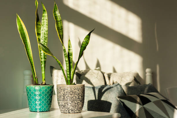 Cozy home interior decor, Sansevieria (snake plant) in ceramic pots on a white table on the background of a bed with decorative pillows, modern design on a sunny day